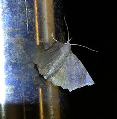 Pangrapta obscurata