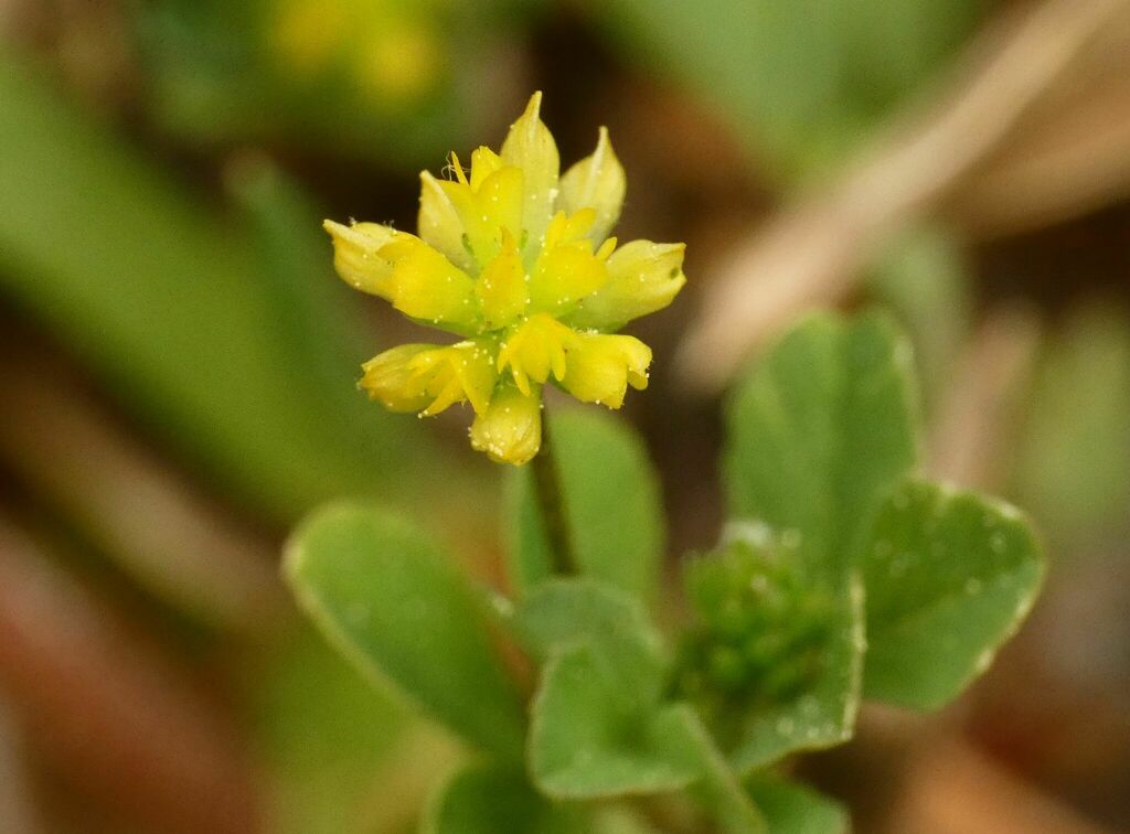 Trifolium dubium — a medium houseplant, prefers full sun light