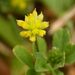 Lesser Hop Trefoil - Photo (c) davidenrique, some rights reserved (CC BY-NC-SA), uploaded by davidenrique