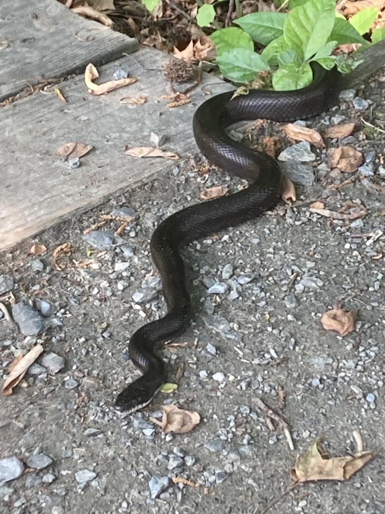 Reptiles from Vining Run, Camden, DE, US on May 16, 2023 at 1024 AM by