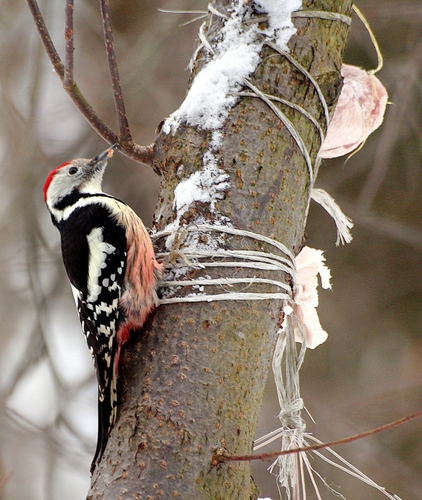 Pico mediano (Dendrocoptes medius)