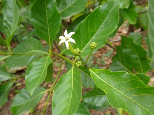 Morinda lucida