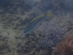 Scolopsis monogramma