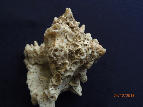 Hexaplex fulvescens