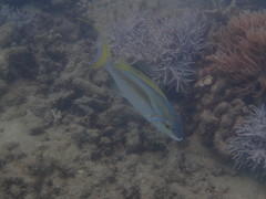 Scolopsis monogramma