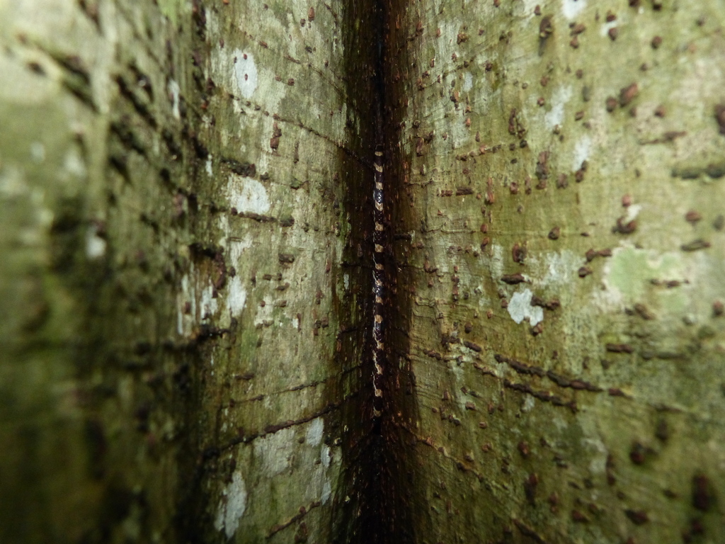 Ampijoroa Tree Snake