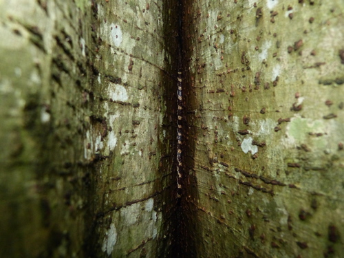 Lycodryas pseudogranuliceps