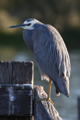 White-faced Heron, photo 6 of 10