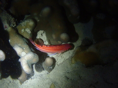 Sargocentron cornutum