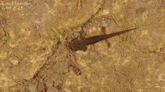 Hynobius quelpaertensis