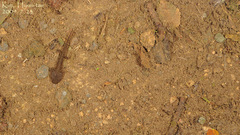 Hynobius quelpaertensis