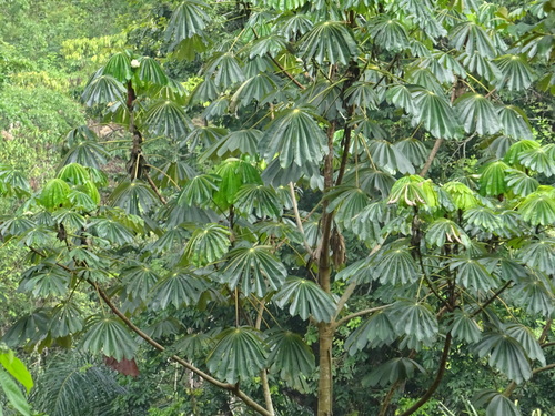 African corkwood tree