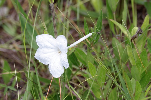 Image of Nightflowering Ruellia (Ruellia noctiflora) by (c) Lauren McLaurin, some rights reserved (CC BY)