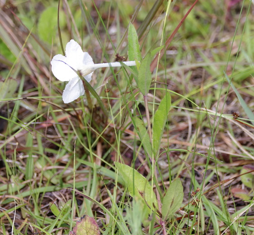Image of Ruellia noctiflora by (c) Lauren McLaurin, some rights reserved (CC BY)