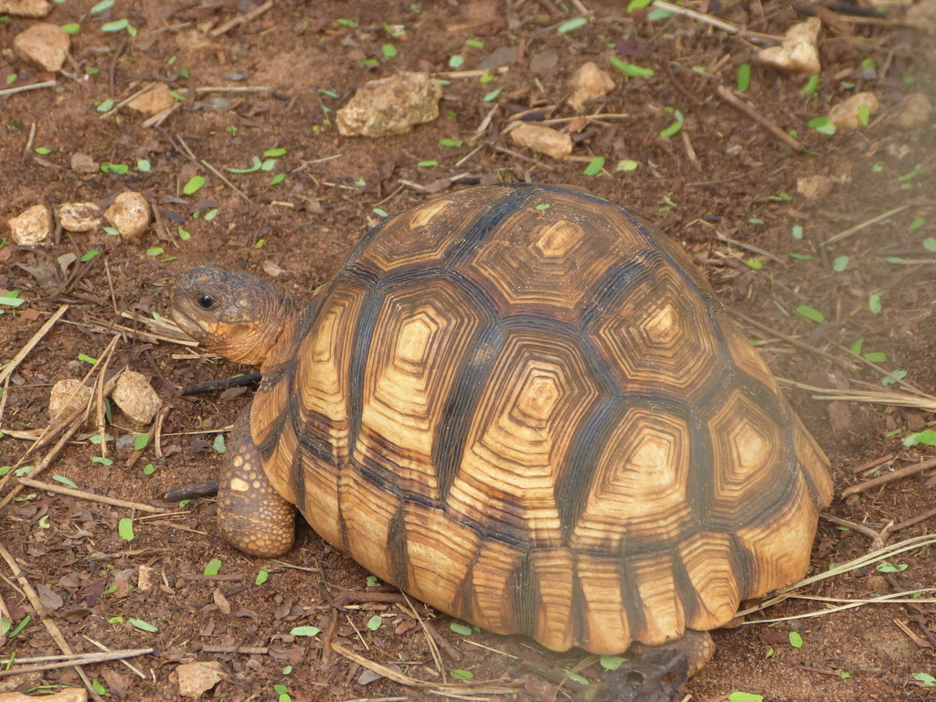 Ploughshare Tortoise