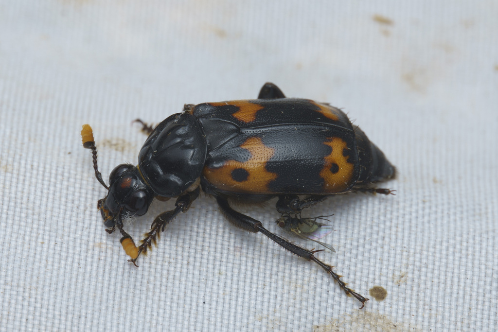 Orange Spotted Burial Beetle from 中国河南省南阳市内乡县 on May 13, 2023 at 09:36 ...