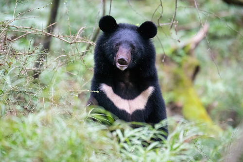 Asian Black Bear