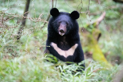 Asiatic Black Bear photo 1