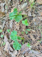 Alchemilla subcrenata, photograph (c) Tatiana Strus, some rights reserved (CC BY)