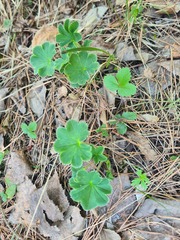 Alchemilla subcrenata, photograph (c) Tatiana Strus, some rights reserved (CC BY)
