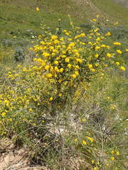 Aspalathus corrudifolia