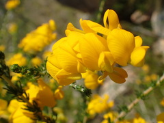 Aspalathus corrudifolia