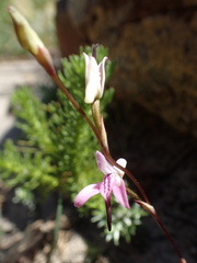 Disa inflexa