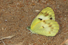 Colotis calais calais