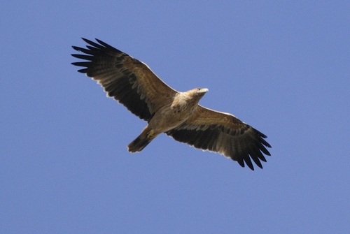 Aigle ibérique