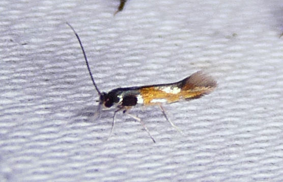 Leucanthiza amphicarpeaefoliella