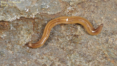 Australopacifica
