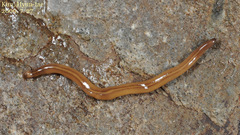 Australopacifica