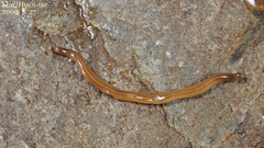 Australopacifica