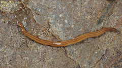 Australopacifica