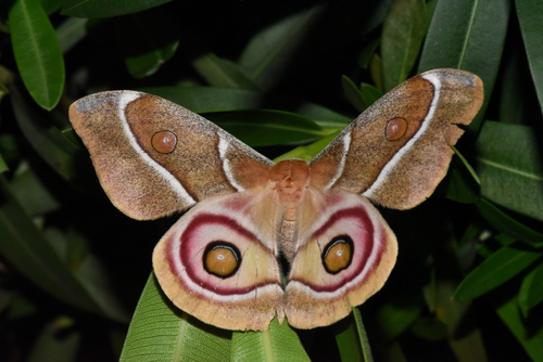 Suraka Silk Moth