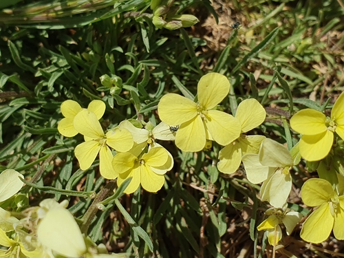 Image of Erysimum Grandiflorum (Erysimum grandiflorum) by (c) Mehdi Chetibi, some rights reserved (CC BY)
