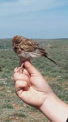 Chersophilus duponti