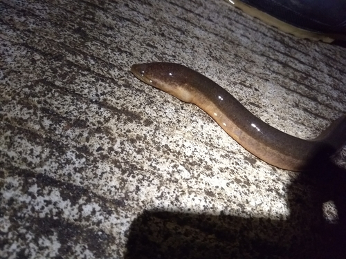 Synbranchidae