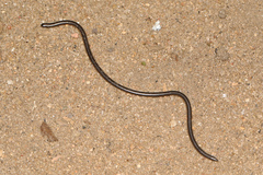 Leptotyphlops scutifrons