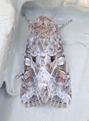 Trichordestra liquida