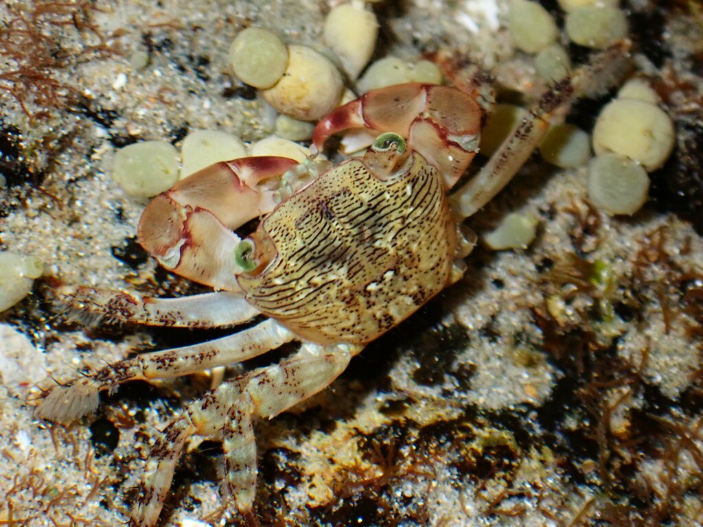 Pachygrapsus laevimanus