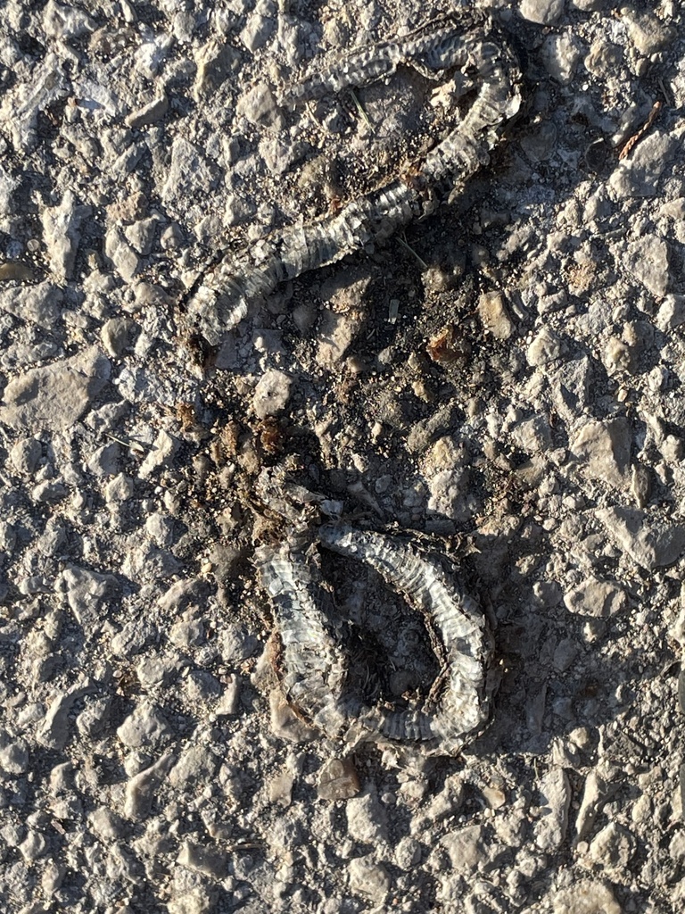 Colubrine Snakes from Marly Way, Austin, TX, US on May 19, 2023 at 07: ...