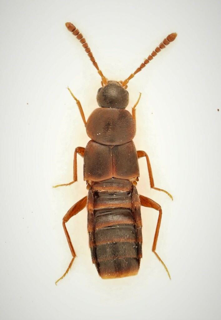 Rove beetle