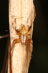 Pararaneus