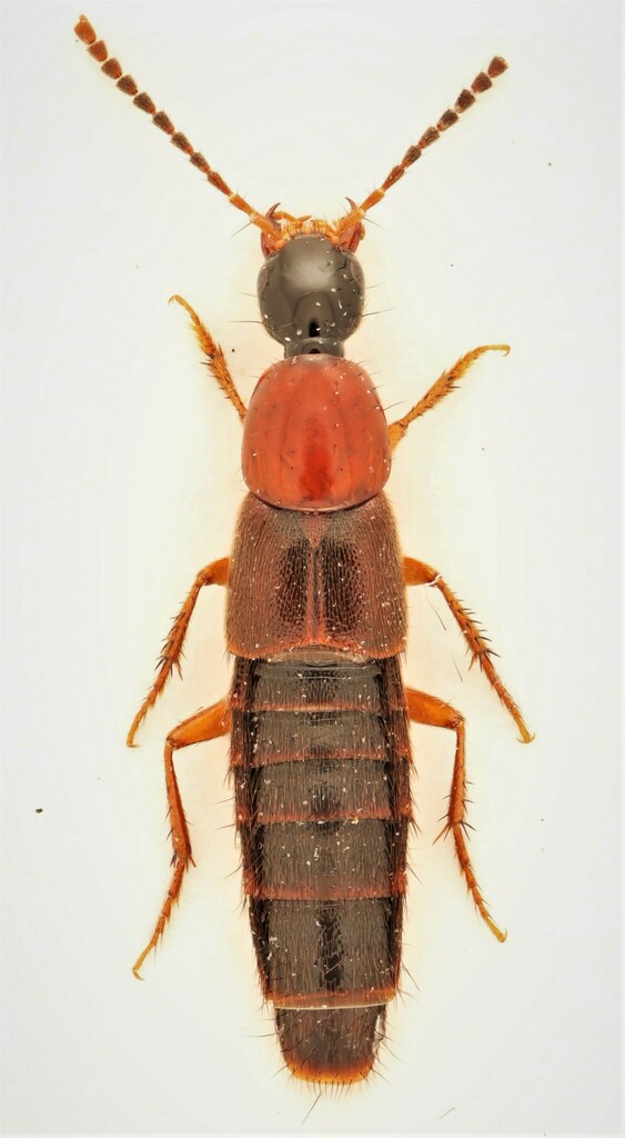 Philonthus thoracicus