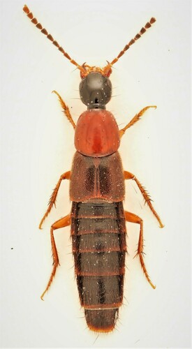 Philonthus thoracicus