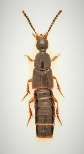 Philonthus sessor