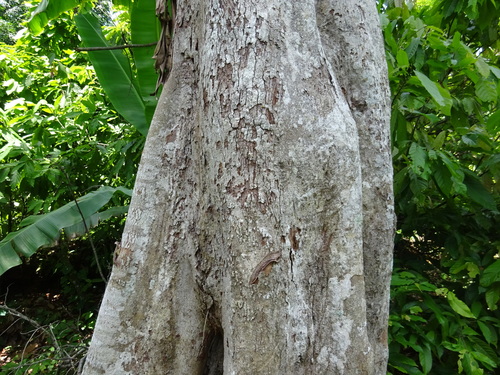 Nesogordonia papaverifera