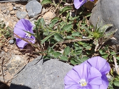 Convolvulus sabatius subsp. mauritanicus image