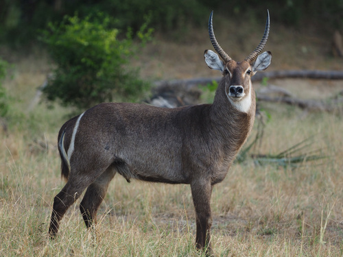 Waterbuck